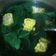 Cooksnap dari kenyogbn untuk resep Sayur Bening Jagung Manis