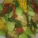 Cooksnap dari Pipit Sarimanah untuk resep Sayur Lodeh Sunda