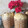 El cooksnap de ● Cindy Evans👩‍🍳 cuando hizo Pan Dulce De Navidad 😊.