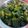 Sushma Sachin Sharma's cooksnap of when they made भेंडी फ्राय (Bhendi Fry Recipe In Marathi).