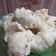 Cooksnap dari Nursolihi Insani (Ny. Handoko) untuk resep Cireng bumbu Pempek#HomemadeDBest