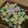 takafumi shimizu's cooksnap of when they made Italian summer pasta salad.