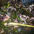 Cooksnap dari Anita Tri Marlina untuk resep Tumis pedas cumi hitam endesss
