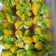 Cooksnap dari Maria Imaculata untuk resep Bolu kukus mekar #beranibaking