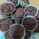 Cooksnap από Ραφαηλία Σκορδαλάκη στη συνταγή Muffins σοκολατένια χωρίς μίξερ