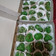 Cooksnap dari Mungky Melaningrum untuk resep Kue Getas (dari tepung ketan)