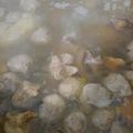 Cooksnap dari Vica Agustine Safitri untuk resep Kuah Bakso Sapi