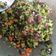 Cooksnap dari Beautiful Nagata untuk resep Tumis Kecipir