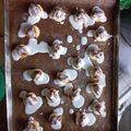 El cooksnap de virginia cuando hizo Colaciones cordobesas.