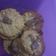 Cooksnap dari Fela Septiana Haryanto untuk resep Crunchy Choco Oatmeal Cookies