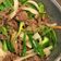 Cooksnap dari Akari Papa untuk resep Cah daging sapi bombay dengan paprika, kesukaan si pacar!