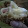 Cooksnap dari Ferda Nia untuk resep Risol Sosis Mayonnaise