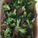 Cooksnap dari lindri untuk resep DAGING Cah BROKOLI