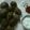 Vandna bosamiya's cooksnap of when they made બાજરા ના વડા (Bajra Vada Recipe In Gujarati).