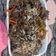 Cooksnap dari lisbeth untuk resep Bulgogi / 불고기 (Korean Beef BBQ)