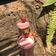 Cooksnap dari elsswannee untuk resep Strawberry Smoothies