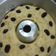 Cooksnap dari ade untuk resep Bolu pisang kukus....