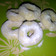 Cooksnap dari Siswaty Elfin Bachtiar untuk resep Donat Kentang Panggang