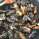 Cooksnap dari Yudika Saragih untuk resep Kerang Hijau Saus Padang