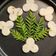 Hiral Dholakia's cooksnap of when they made ફરાળી ઢોકળા (Farali Dhokla Recipe In Gujarati).