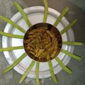 SHRUTI BUCH's cooksnap of when they made ગુવાર નું શાક (Guvar Shak Recipe in Gujarati).
