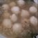 Cooksnap dari Christa Dyah Utami untuk resep Kuah Bakso Ayam
