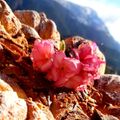 صورة من 🌹Yasmina🗻 🐼🗻Jasmin🌹، شاركها بعد تجربة وصفة بريوش النجمه👌