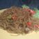 Cooksnap dari Adam's Mommy untuk resep So'un pedas goreng