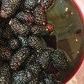 ｍ i ｎｔ 的 桑葚濃縮果粒汁 cooksnap
