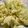 江湖小俠 的 蒜香白花菜 cooksnap