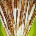Cooksnap dari Antiny Rayyan Sumarno untuk resep Es mambo, susu choki