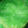 Cooksnap dari Umi Masithoh untuk resep KUE CUCUR PANDAN [Hanya 4 Bahan]