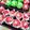 Cooksnap dari Maya Taufiq untuk resep Bolu kukus santan - merah putih