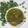 Auli Kar Raha (অলি কর রাহা)'s cooksnap of when they made পালং মটর মসলা  (palak matar masala recipe in bengali ).