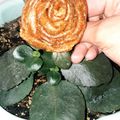 کوک اسنپ 👩🏻‍🍳آشپز باشی عسل بانو👩‍🍳 بعد از امتحان کردن قطاب یزدی.