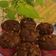 Cooksnap dari Sofia Chua 👩🏻🥬🧅🥬🥔🥒🥘 untuk resep Muffin Pisang Coklat (Banana Choco Muffins)
