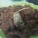 Cooksnap dari Tika Cantikawati untuk resep Gepuk daging sapi
