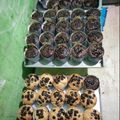 Cooksnap dari dwi handayani untuk resep Banana Muffin Simple & Yummy
