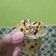Cooksnap dari Kaeki Kitchen untuk resep Bolu Kukus Mekar (eggless)