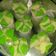 Cooksnap dari marwatiVj untuk resep Bolkus mekar tanpa soda