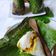 Cooksnap dari Reni Nuraini untuk resep Nasi bakar ayam daun kemangi
