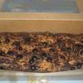 Cooksnap dari Sri Anggraini untuk resep Shiny crust brownies / fudgy brownies / brownies panggang