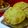 Lisha Ghosh's cooksnap of when they made কড়াইশুঁটির কচুরি (koraishutir kochuri recipe in Bengali).