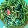 Cooksnap dari Bagus Farhand untuk resep Tumis kangkung terasi tetap hijau walau dingin