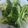 無舒 的 清炒西蘭花（低醣生酮餐）（方便素）（簡單料理） cooksnap