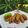 Cooksnap dari Ayu Agustin untuk resep Sempol Ayam