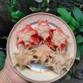 Cooksnap dari Annisa Amillia untuk resep Ide jualan Dimsum ayam modal Rp 1000/ pcs bisa frozen