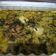 Cooksnap dari Sifa Ulazkia untuk resep Gulai daun singkong ikan salai
