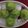Dr. Pushpa Dixit's cooksnap of when they made પાન કોકોનટ લડ્ડૂ(Paan coconut ladoo recipe in Gujarati).