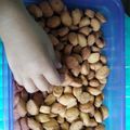 Cooksnap dari Sukhaeni Suryadi untuk resep Biji Ketapang gurih&renyah